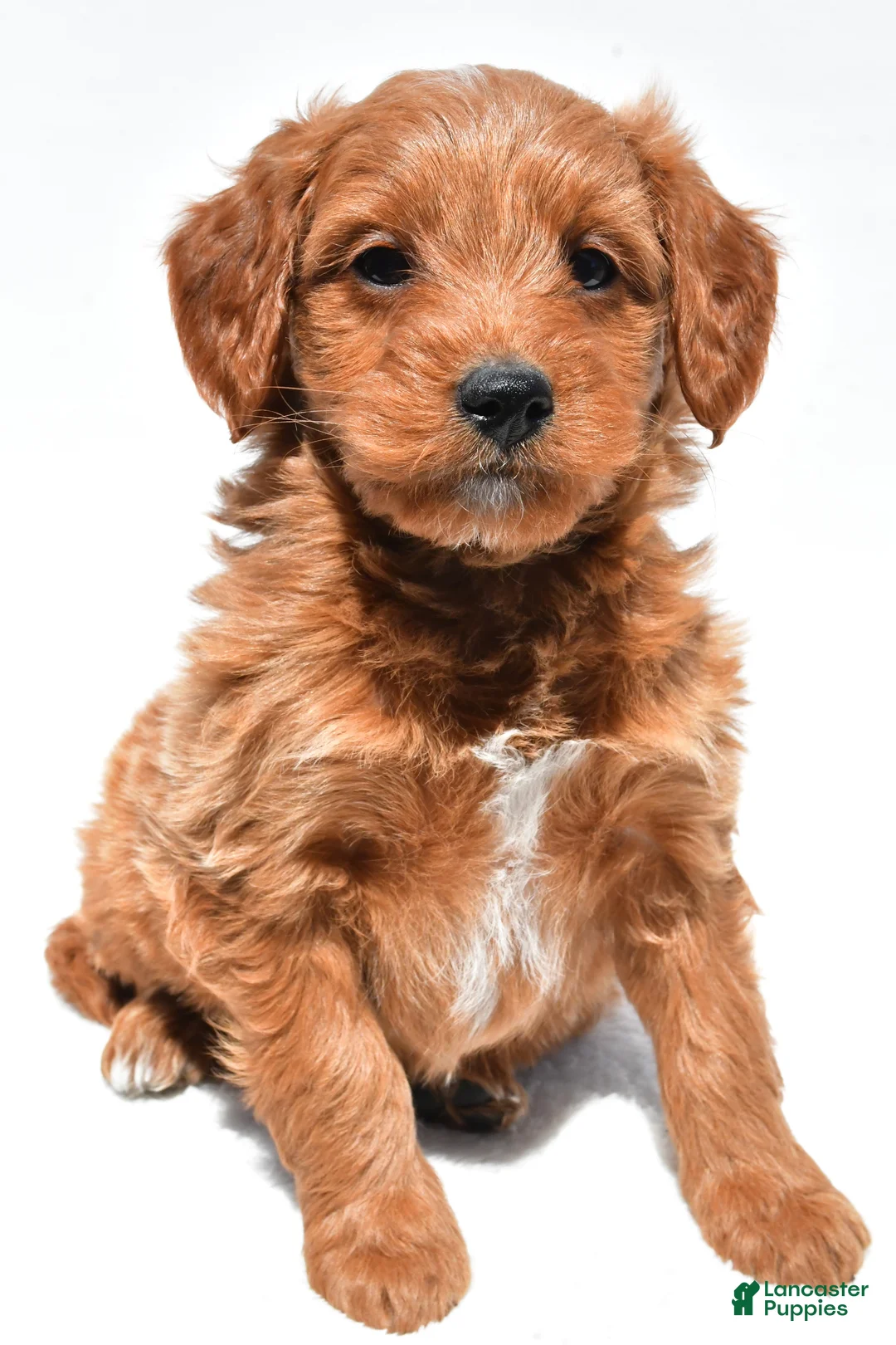 Mini Goldendoodle dogs for sale: Derrick - Ad 1