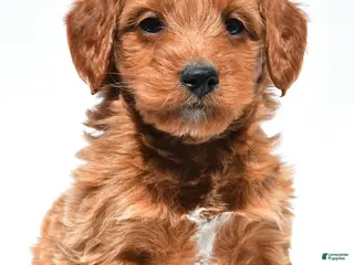 Mini Goldendoodle dogs for sale: Derrick - Ad 1