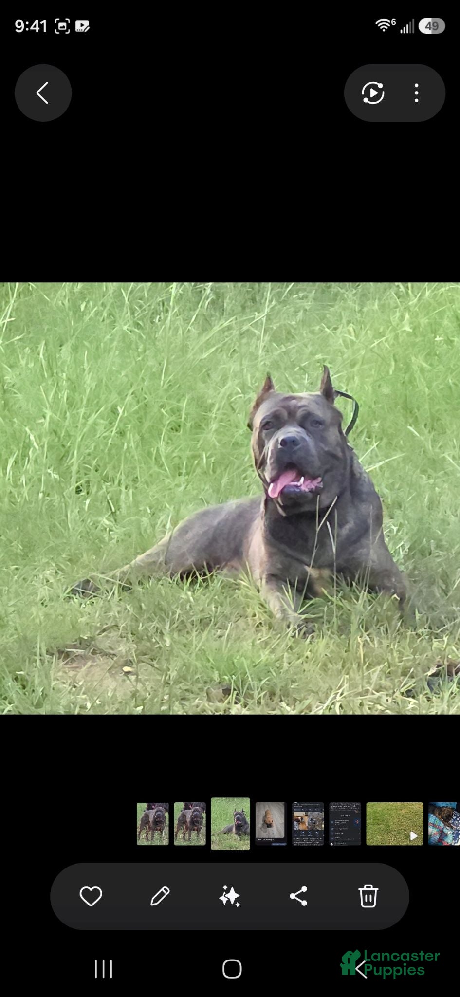 Cane Corso dogs Bam bam Italian cane corso  - Ad 1