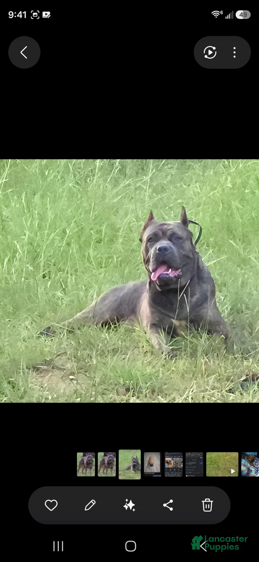 Cane Corso dogs for stud: Bam bam Italian cane corso  - Ad 1