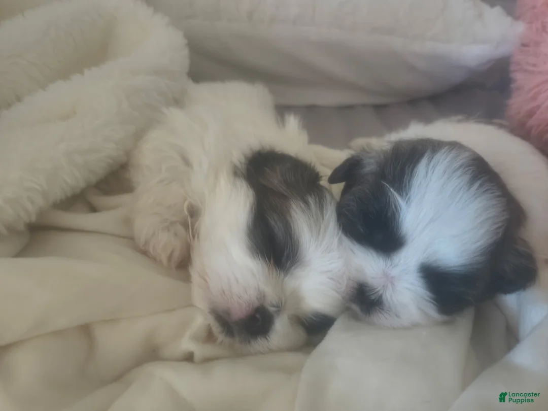 Shih Tzu dogs for sale: Shih Tzu Puppy 2 'Hope' - Ad 1