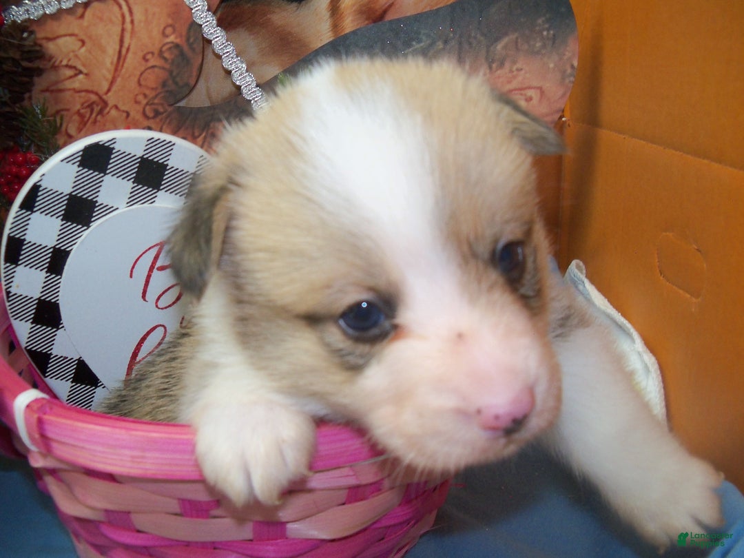 Welsh Corgi Pembroke dogs for sale: Georgie - Ad 2