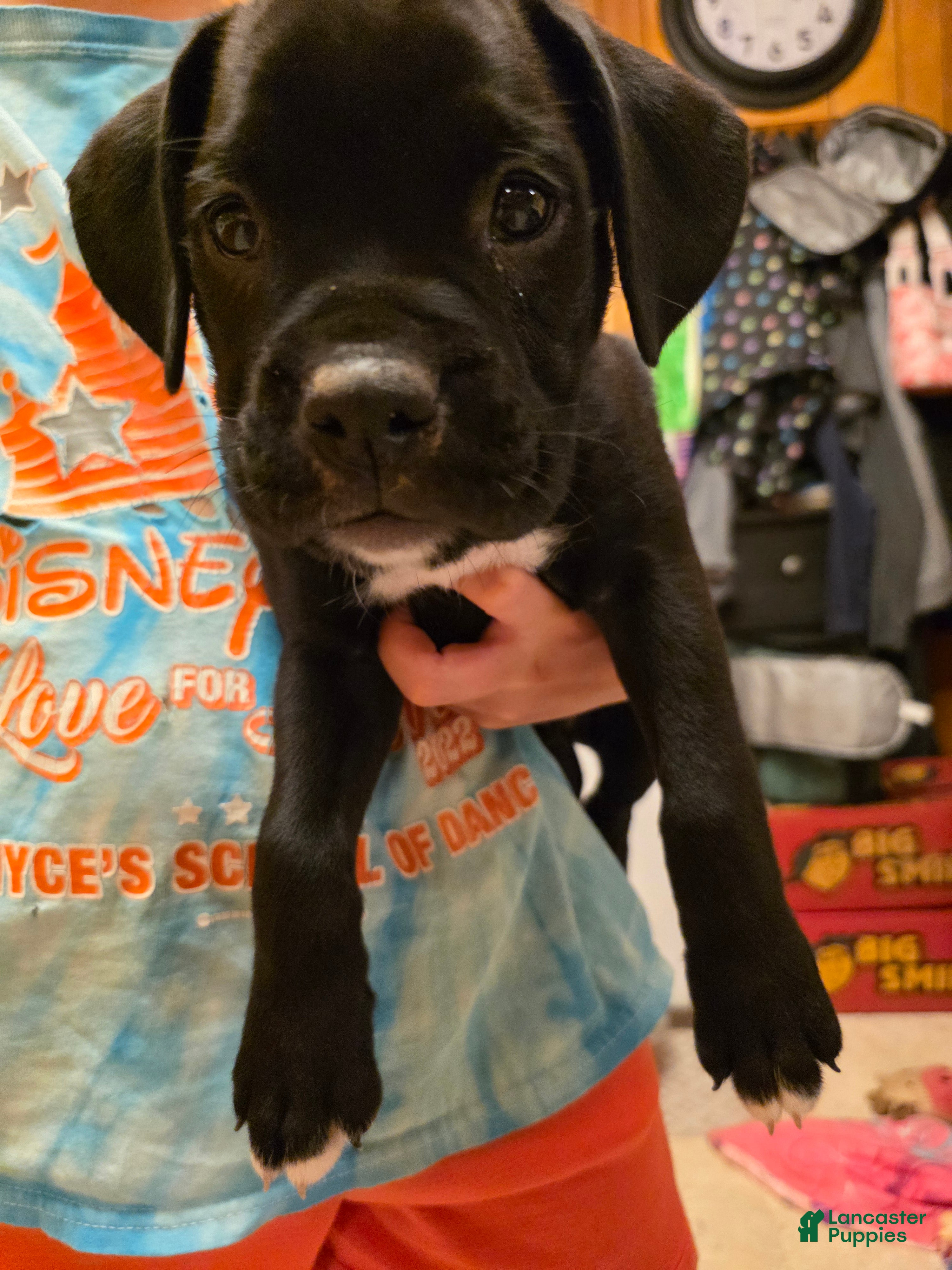 Boxer dogs Kodiak - Ad 15