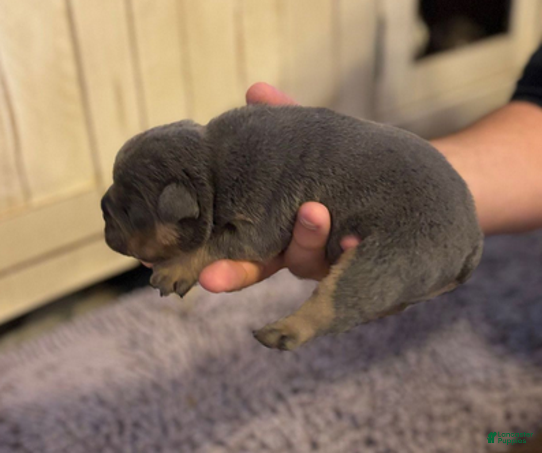 English Bulldog dogs for sale: Sam - Ad 6