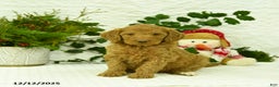 Goldendoodle dogs for sale: Elf - Ad 2