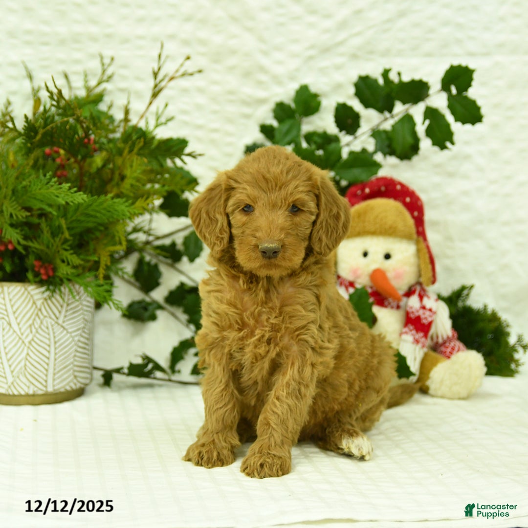 Goldendoodle dogs for sale: Elf - Ad 2