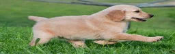Golden Retriever dogs for sale: Lilly - Ad 7