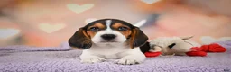 Beagle dogs for sale: OSCAR - Ad 14