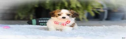 Cavachon dogs for sale: Scout - Ad 8