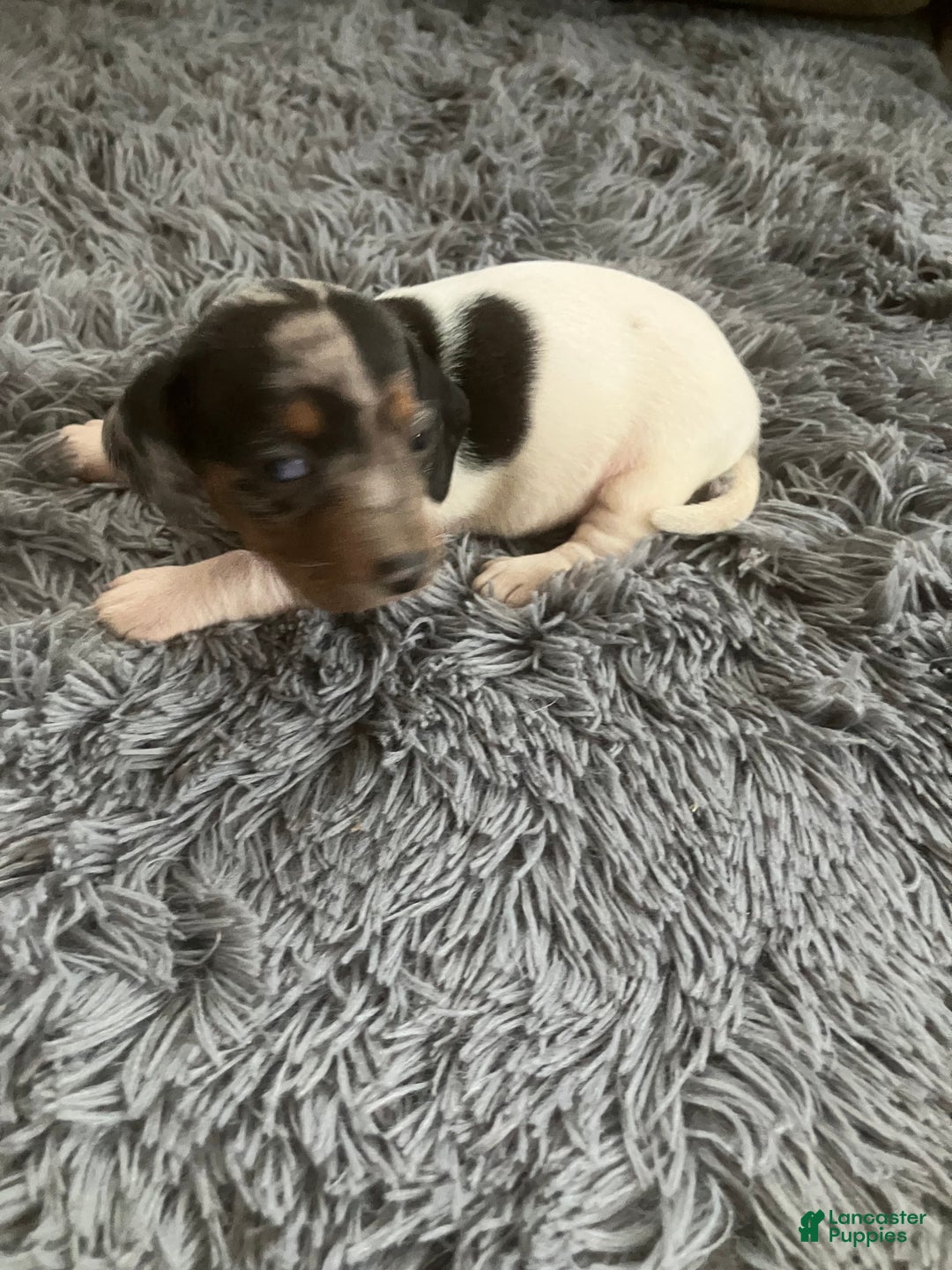 Miniature Dachshund dogs for sale: Akc Maybelle - Ad 2