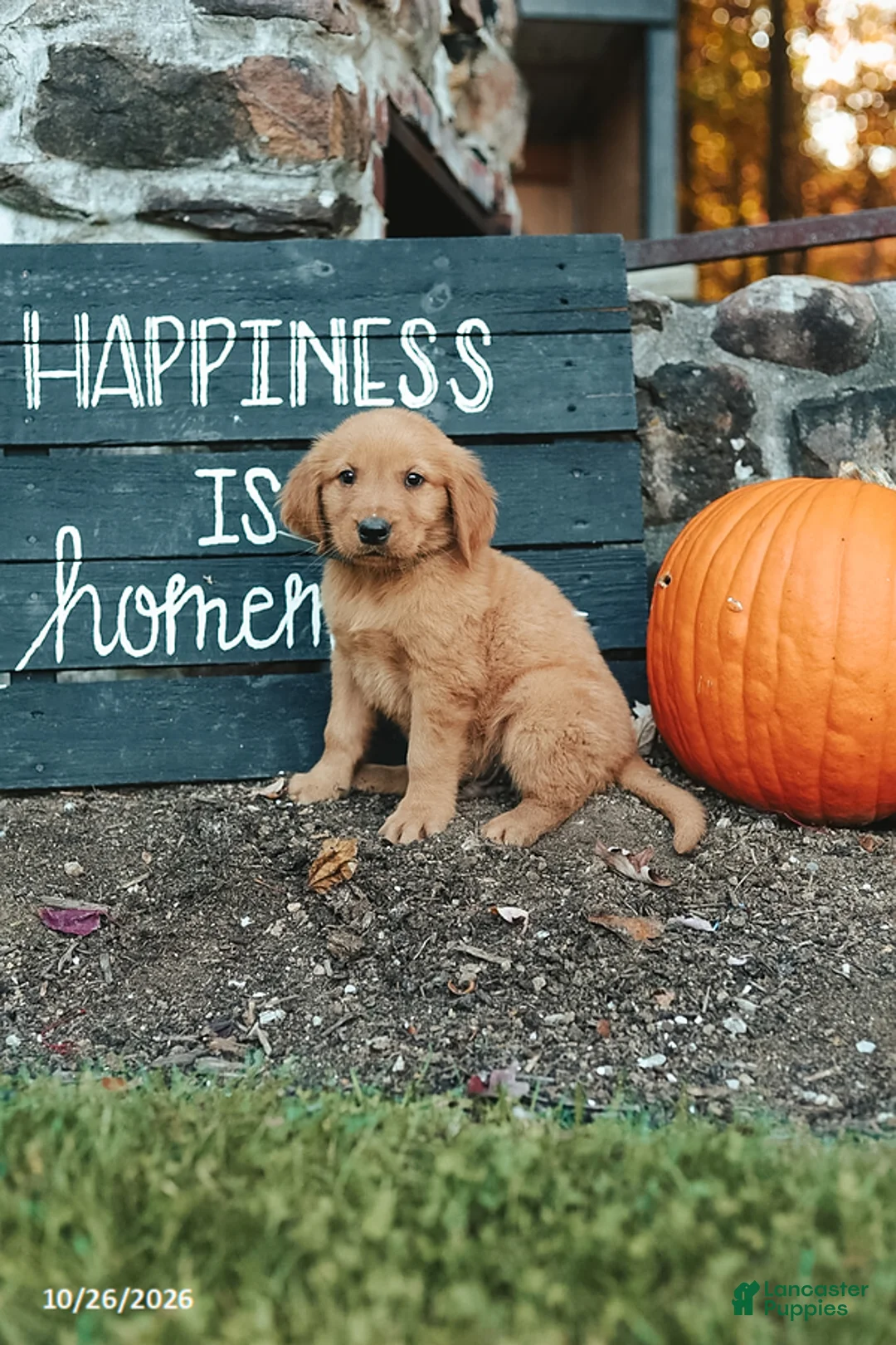 Golden Retriever dogs for sale: Jackson - Ad 2