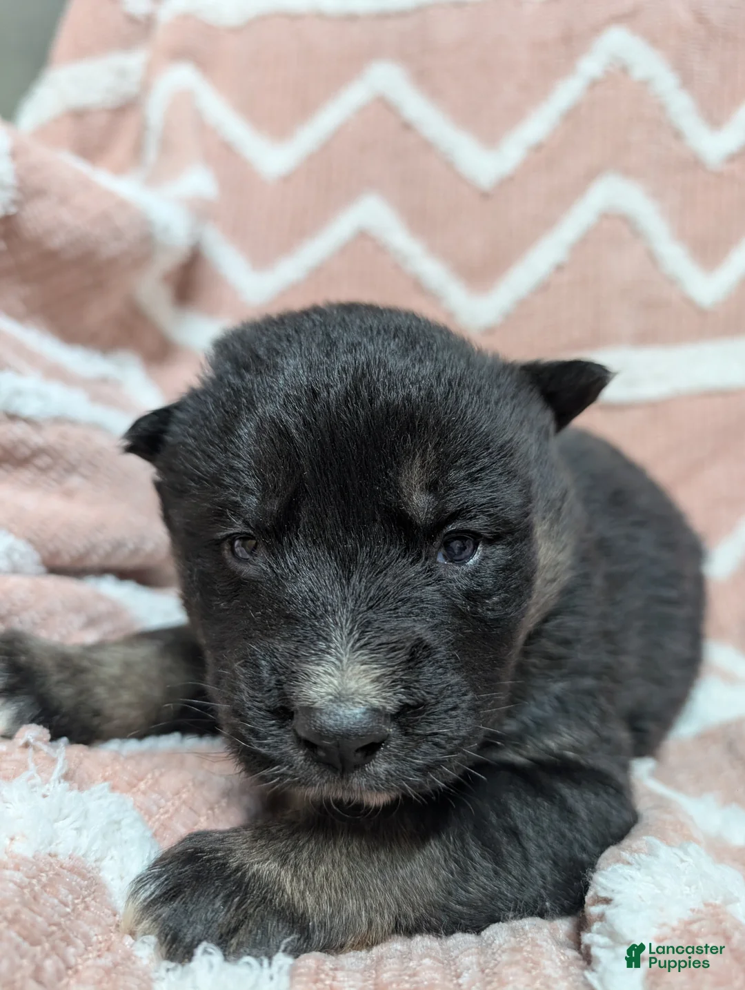 Gerberian Shepsky dogs for sale: Mia - Ad 6