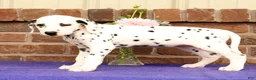 Dalmatian dogs for sale: Fran - Ad 4