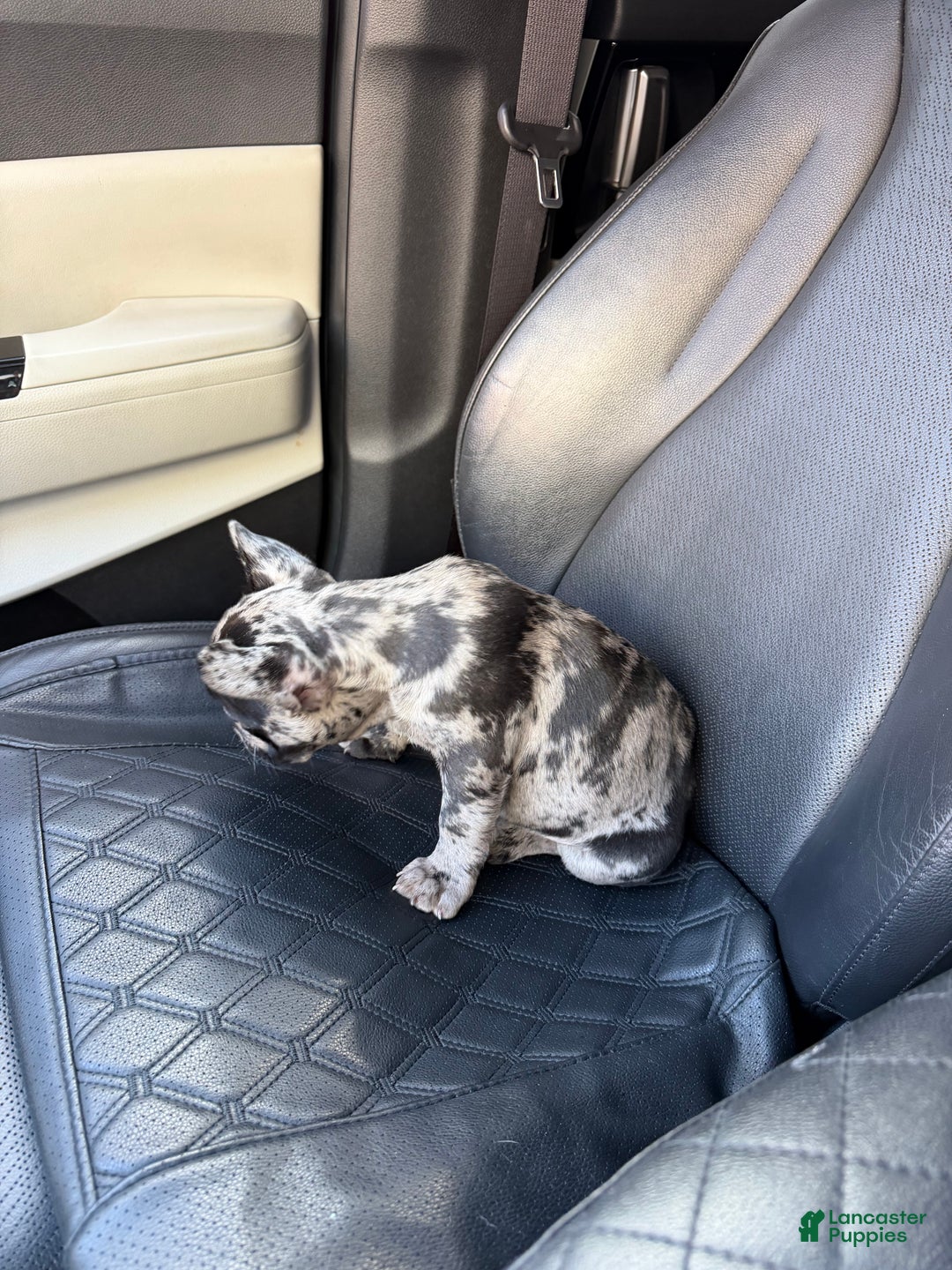 French Bulldog dogs for sale: Petey - Ad 7