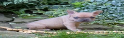 French Bulldog dogs for sale: Pumpkin - Ad 10