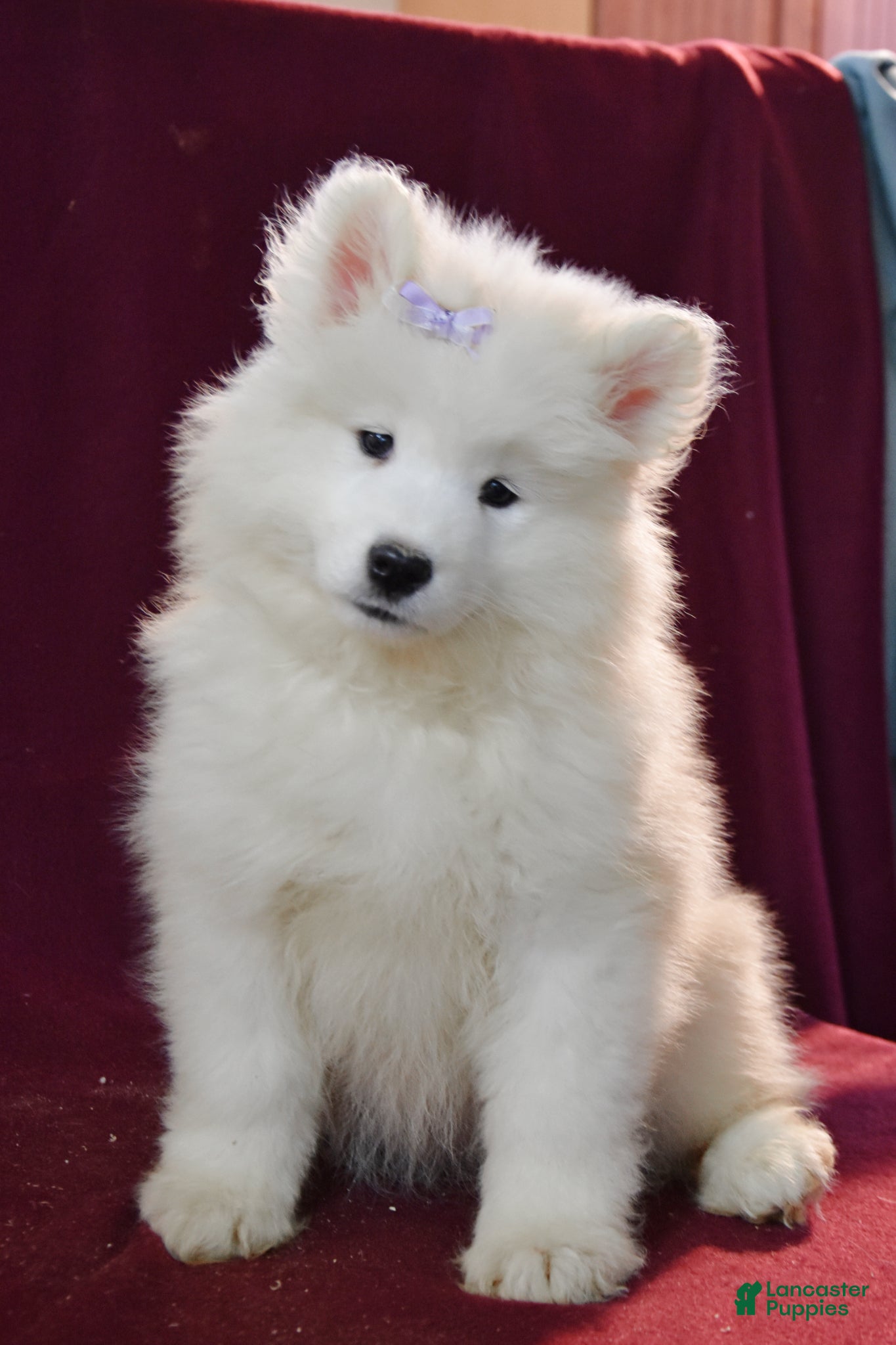 Samoyed dogs Demi - Ad 1