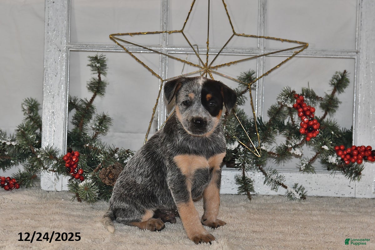 Australian Cattle Dog dogs Rover - Ad 12