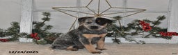 Australian Cattle Dog dogs for sale: Rover - Ad 1