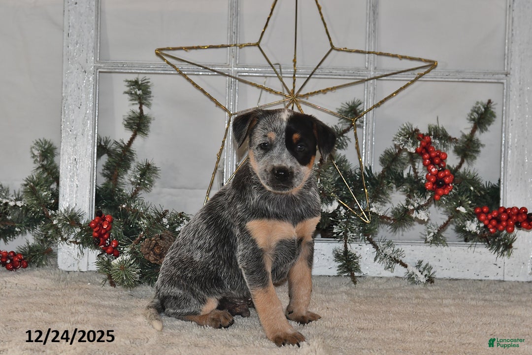 Australian Cattle Dog dogs for sale: Rover - Ad 1