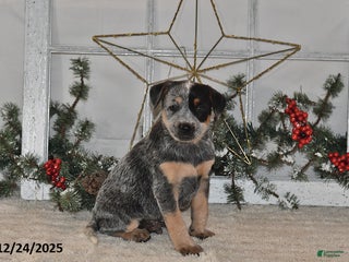 Australian Cattle Dog dogs Rover - Ad 12