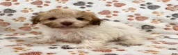 Havanese dogs for sale: Ginger - Ad 4