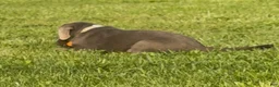 Labrador Retriever dogs for sale: Labrador Retriever 1 - Ad 11