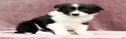 Border Collie dogs for sale: Denver - Ad 5