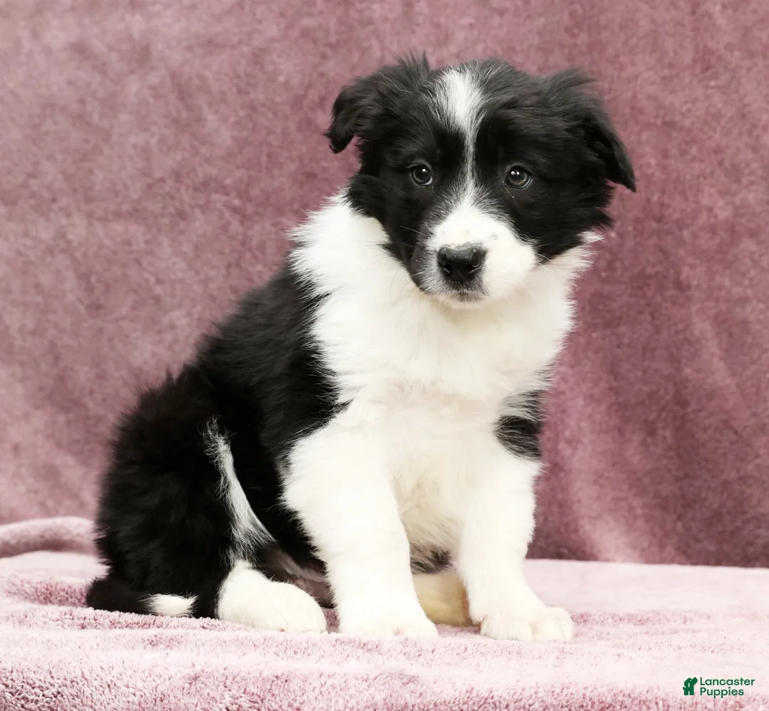 Border Collie dogs for sale: Denver - Ad 5
