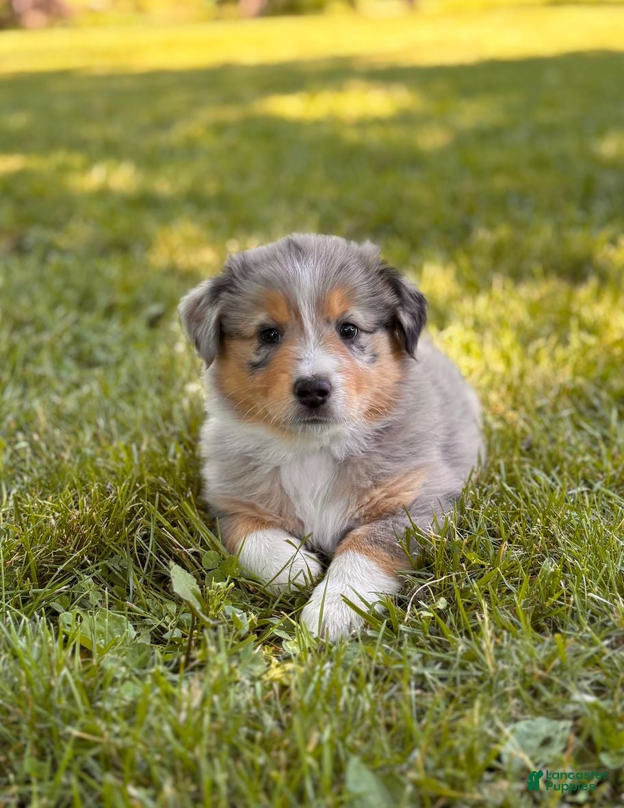 Australian Shepherd dogs Fifi - Ad 1