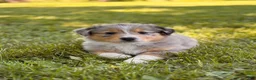 Australian Shepherd dogs for sale: Fifi - Ad 1