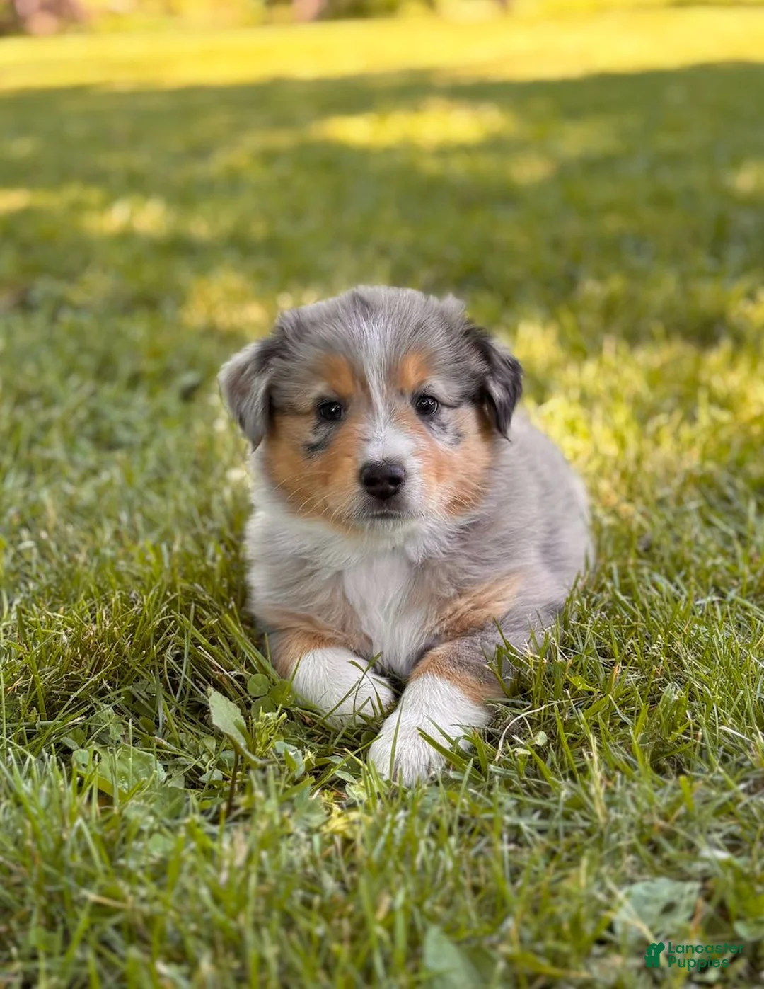 Australian Shepherd dogs for sale: Fifi - Ad 1