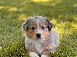 Australian Shepherd dogs for sale: Fifi - Ad 4