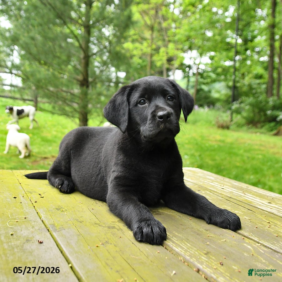 Labrador Retriever dogs for sale: Tilly - Ad 1