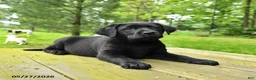 Labrador Retriever dogs for sale: Tilly - Ad 1