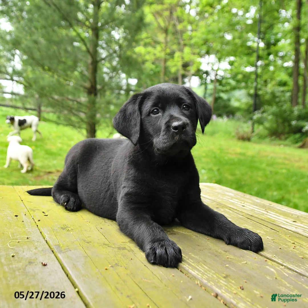 Labrador Retriever dogs for sale: Tilly - Ad 1