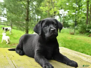 Labrador Retriever dogs for sale: Tilly - Ad 1