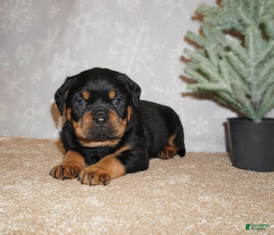 Rottweiler dogs for sale: Rocky - Ad 4