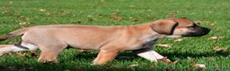 English Mastiff dogs for sale: Axe - Ad 10