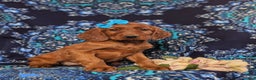 Irish Setter dogs for sale: Genessa - Ad 3