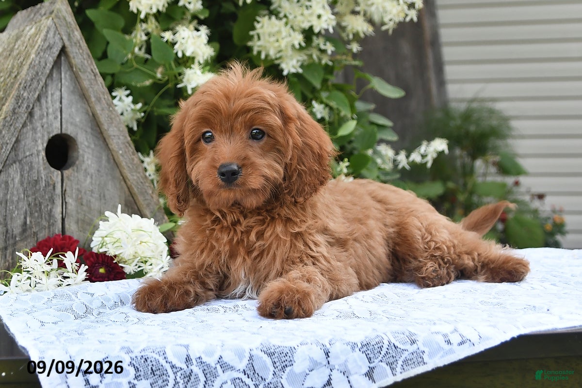 Cavapoo dogs Alex - Ad 1
