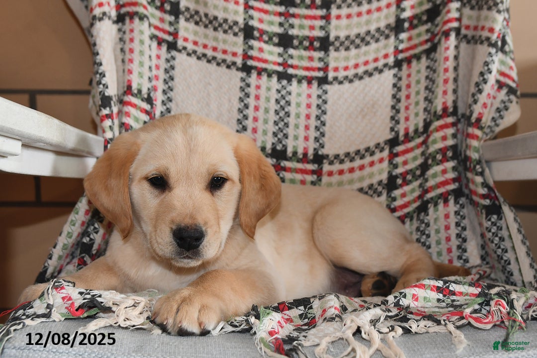 Labrador Retriever dogs for sale: Blaze - Ad 2