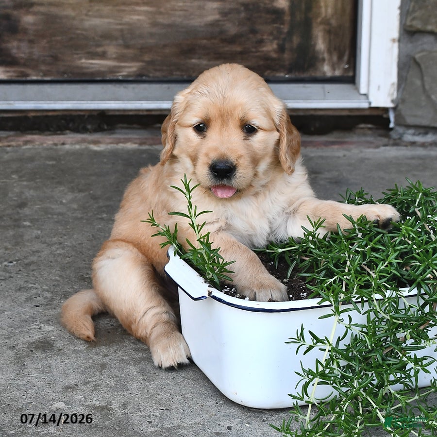 Mixed Breed dogs Toddie - Ad 2