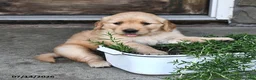 Mixed Breed dogs for sale: Toddie - Ad 2