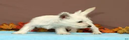 West Highland Terrier dogs for sale: Coconut - Ad 5