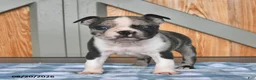 Boston Terrier dogs for sale: Barry  - Ad 3