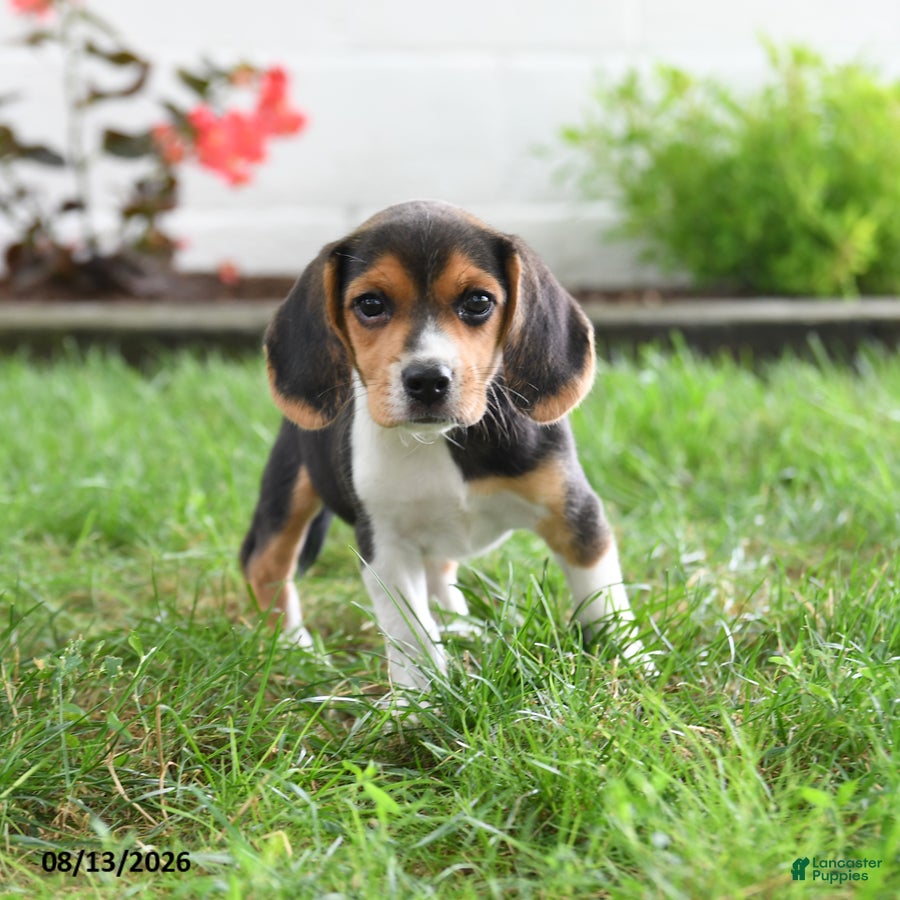 Beagle dogs Susie - Ad 1