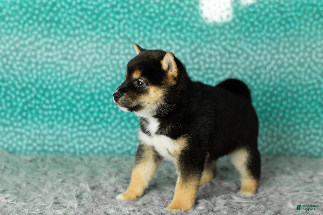 Shiba Inu dogs for sale: Alex - Ad 2