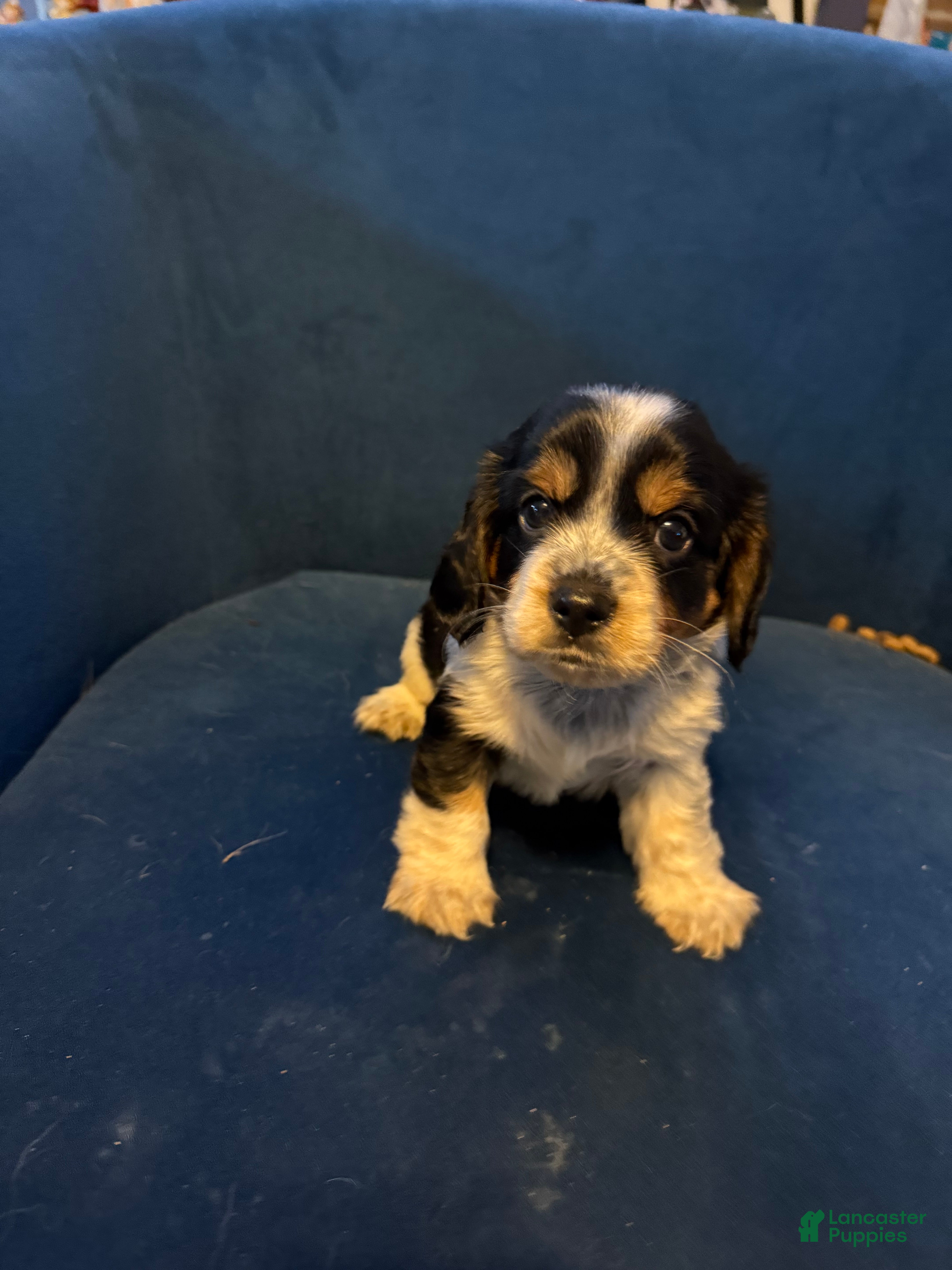 King Charles Spaniel dogs Romeo - Ad 2