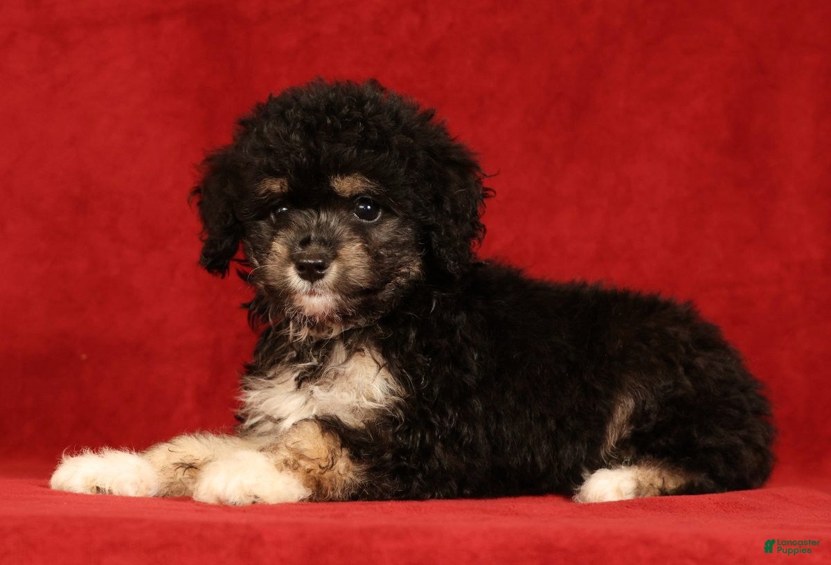 Mini Aussiedoodle dogs Chocolate - Ad 2