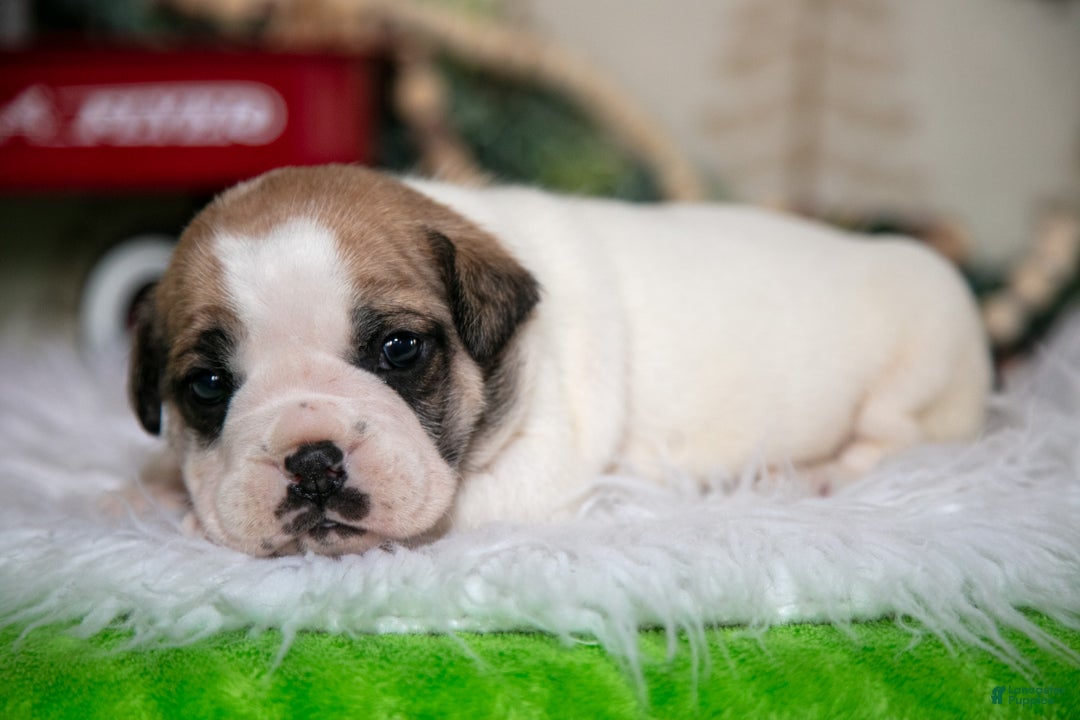 Mixed Breed dogs for sale: Max - Ad 1